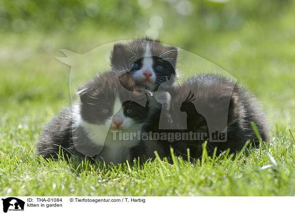 Ktzchen im Garten / kitten in garden / THA-01084