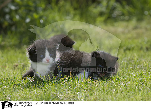 Ktzchen im Garten / kitten in garden / THA-01085