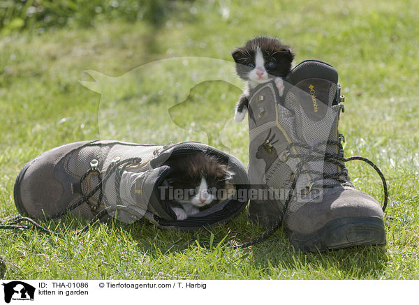 Ktzchen im Garten / kitten in garden / THA-01086