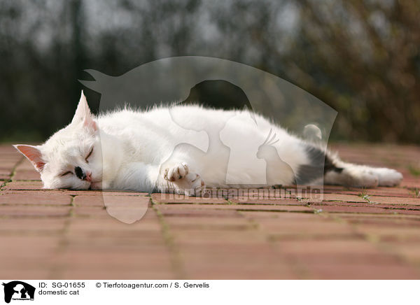Hauskatze / domestic cat / SG-01655