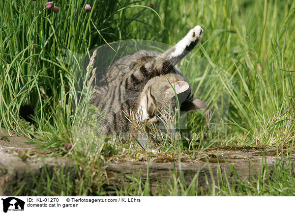 Hauskatze im Garten / domestic cat in garden / KL-01270