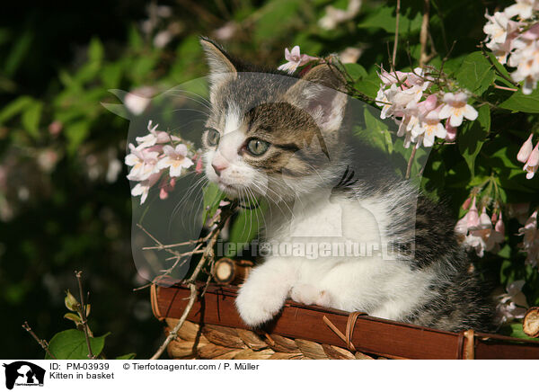 Ktzchen im Krbchen / Kitten in basket / PM-03939