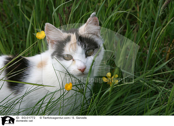 Hauskatze / domestic cat / SG-01772