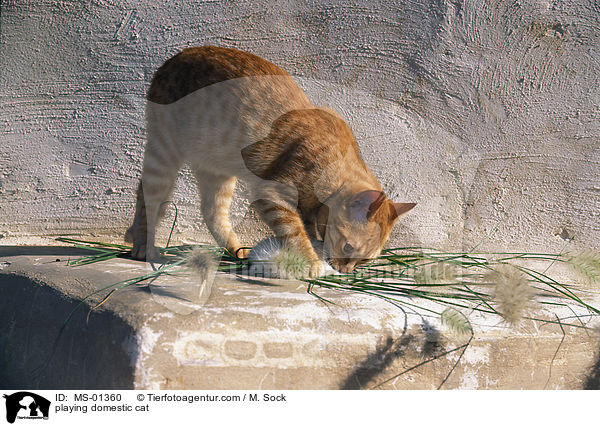 spielende Hauskatze / playing domestic cat / MS-01360