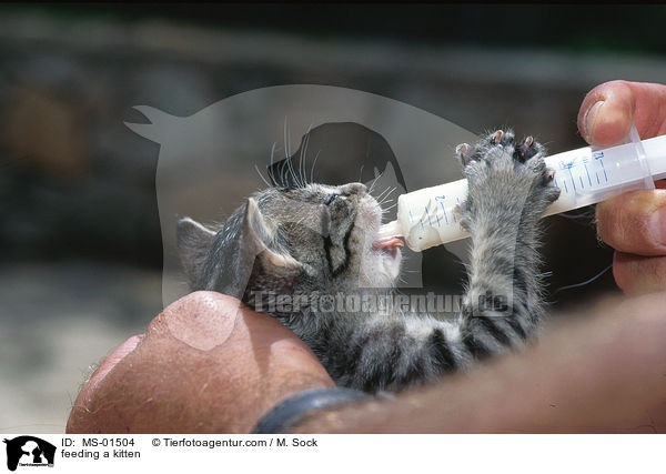 feeding a kitten / MS-01504