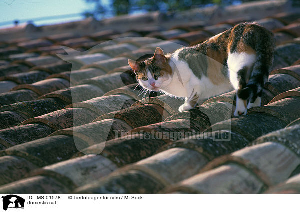 Hauskatze / domestic cat / MS-01578