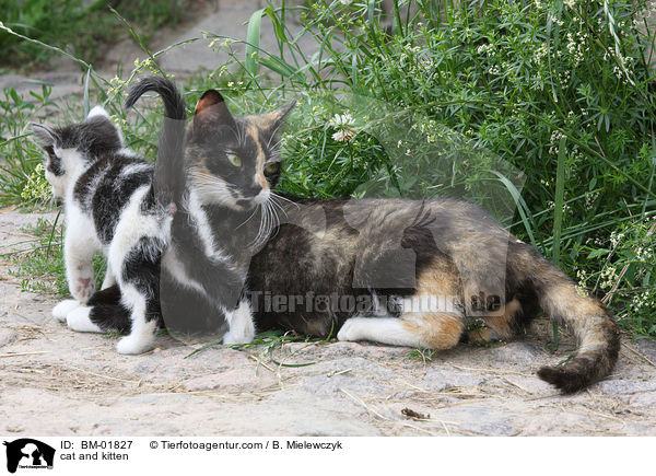 Katze mit Ktzchen / cat and kitten / BM-01827