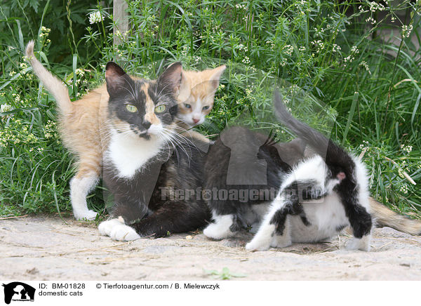 Hausktzen / domestic cats / BM-01828