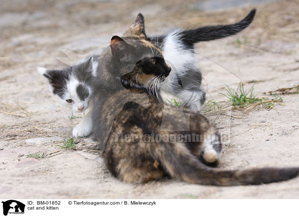 Katze und Ktzchen / cat and kitten / BM-01852