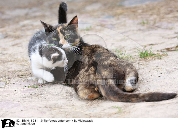 Katze und Ktzchen / cat and kitten / BM-01853