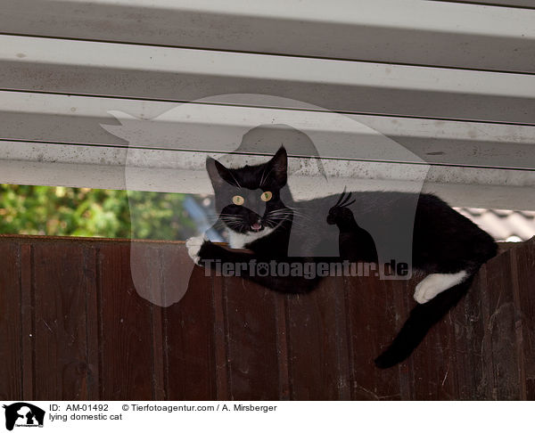 liegende Hauskatze / lying domestic cat / AM-01492