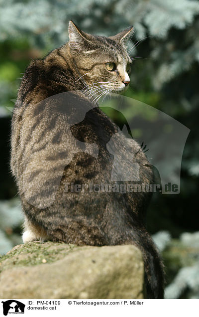 Hauskatze / domestic cat / PM-04109