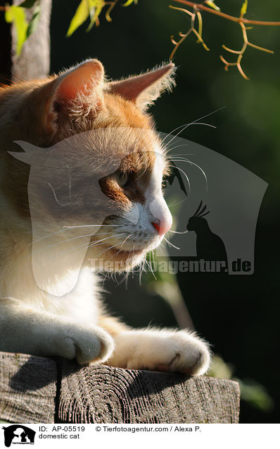 Hauskatze / domestic cat / AP-05519