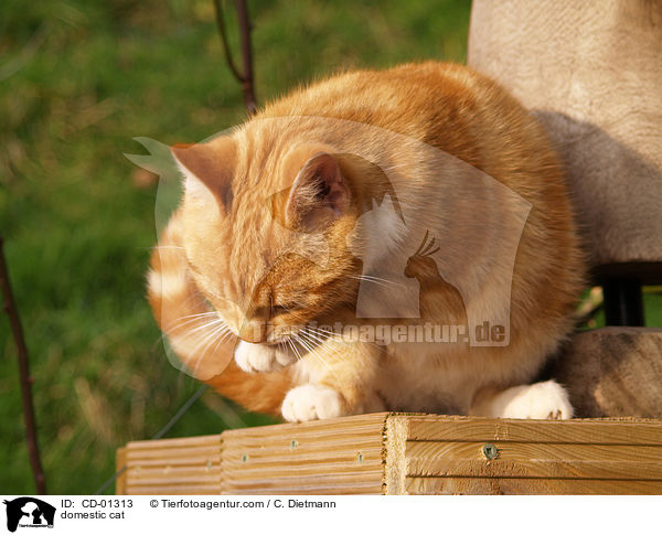 Hauskatze / domestic cat / CD-01313