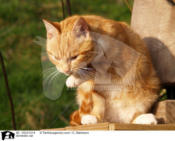 Hauskatze / domestic cat / CD-01314