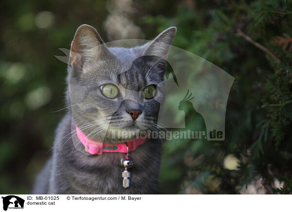 Hauskatze / domestic cat / MB-01025