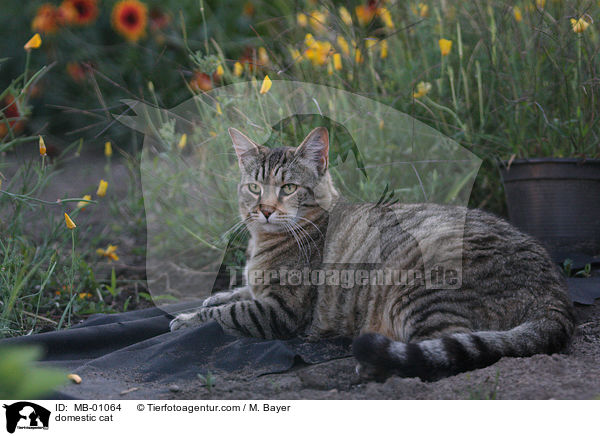 Hauskatze / domestic cat / MB-01064