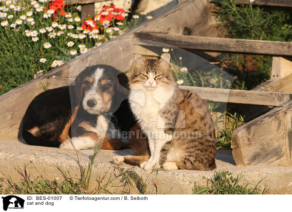 cat and dog / BES-01007