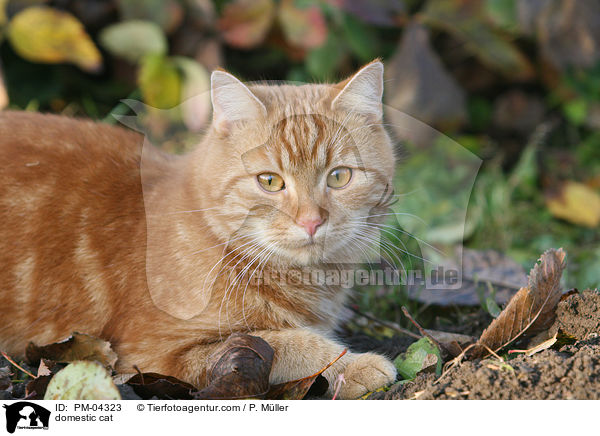 domestic cat / PM-04323