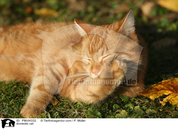 Hauskatze / domestic cat / PM-04332