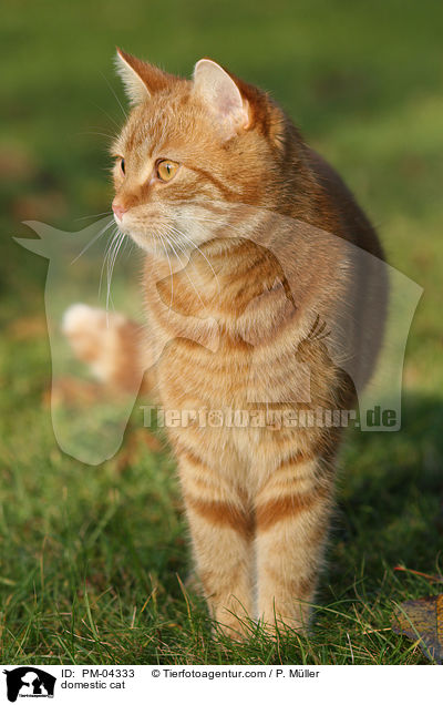 domestic cat / PM-04333