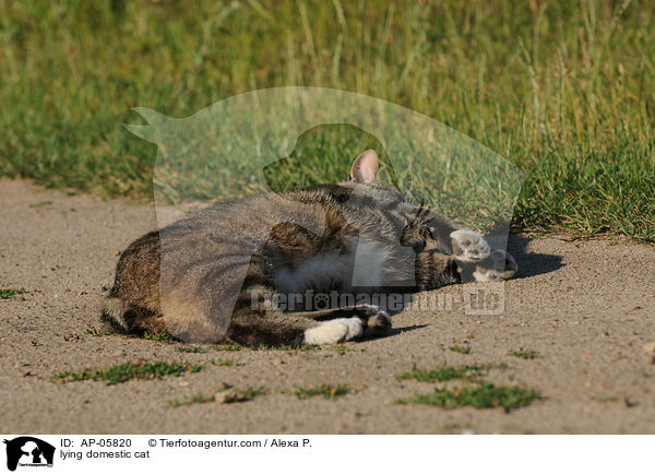 liegende Hauskatze / lying domestic cat / AP-05820
