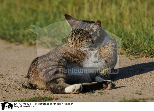 liegende Hauskatze / lying domestic cat / AP-05821