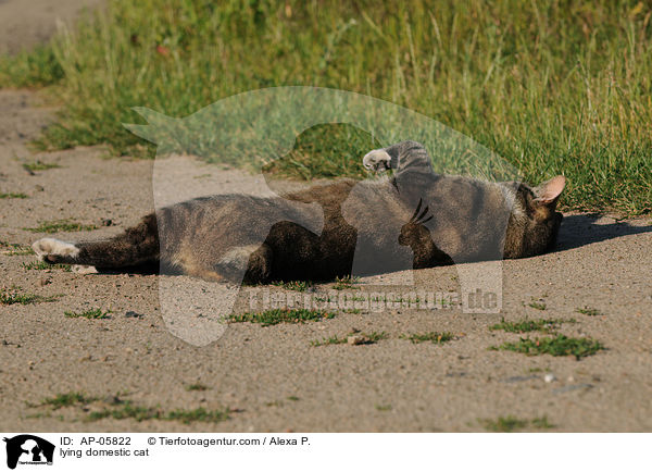 liegende Hauskatze / lying domestic cat / AP-05822