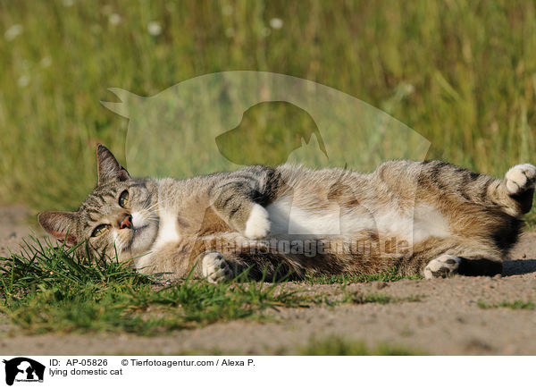 liegende Hauskatze / lying domestic cat / AP-05826