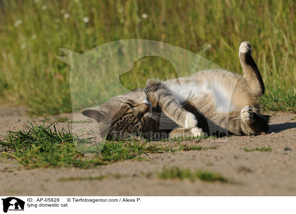 liegende Hauskatze / lying domestic cat / AP-05828