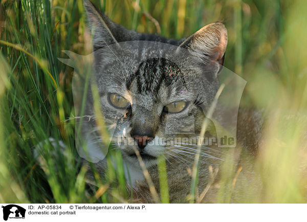 Hauskatze Portrait / domestic cat portrait / AP-05834