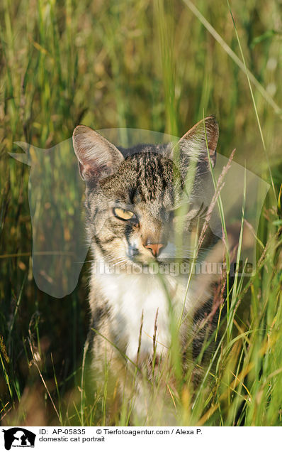 Hauskatze Portrait / domestic cat portrait / AP-05835