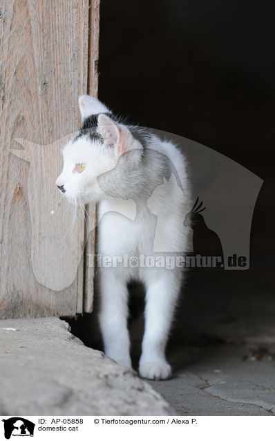 Hauskatze / domestic cat / AP-05858