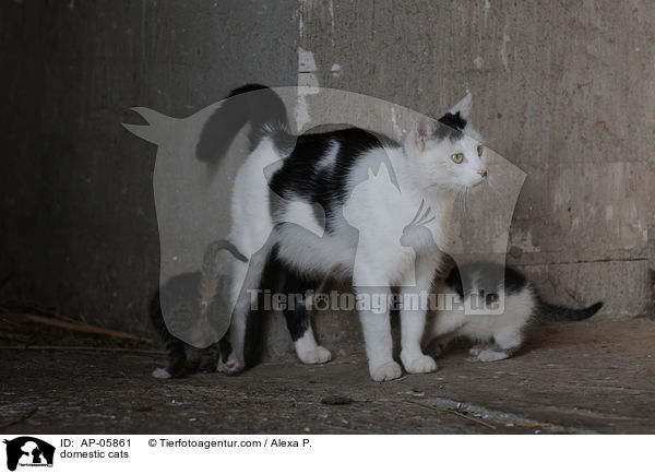 Hauskatzen / domestic cats / AP-05861