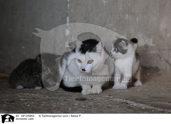 Hauskatzen / domestic cats / AP-05862