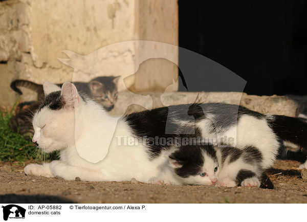 domestic cats / AP-05882