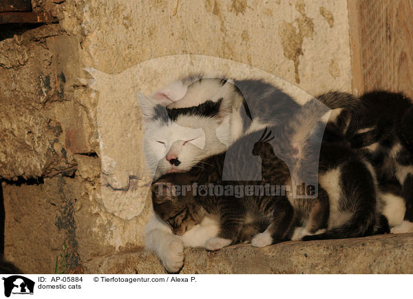 Hauskatzen / domestic cats / AP-05884