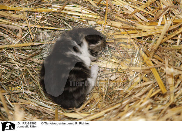 Hausktzchen / domestic kitten / RR-28562