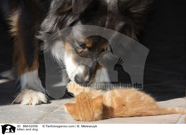 kitten and dog / BM-02058