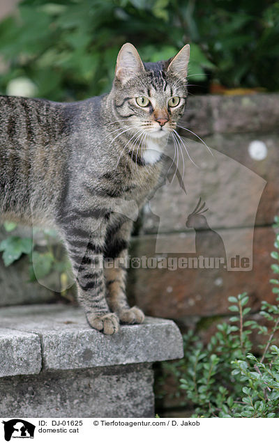Hauskatze / domestic cat / DJ-01625