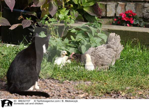 Hauskatze und Hhner / domesitic cat and chicken / BM-02157