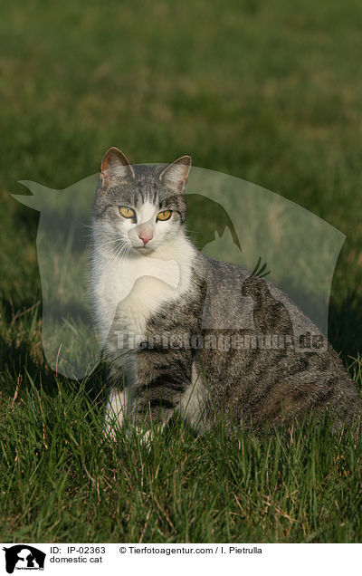 Hauskatze / domestic cat / IP-02363
