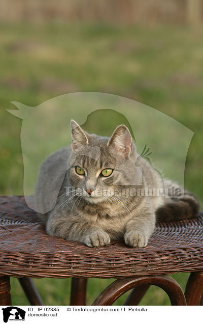 Hauskatze / domestic cat / IP-02385