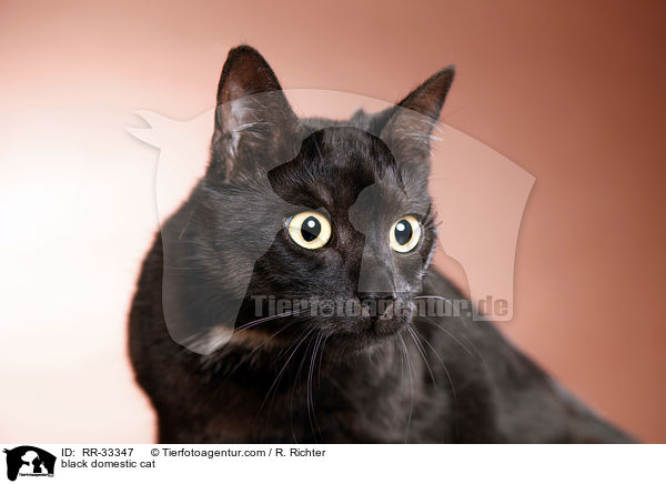 schwarze Hauskatze / black domestic cat / RR-33347