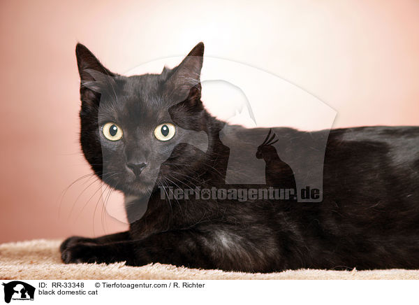 schwarze Hauskatze / black domestic cat / RR-33348