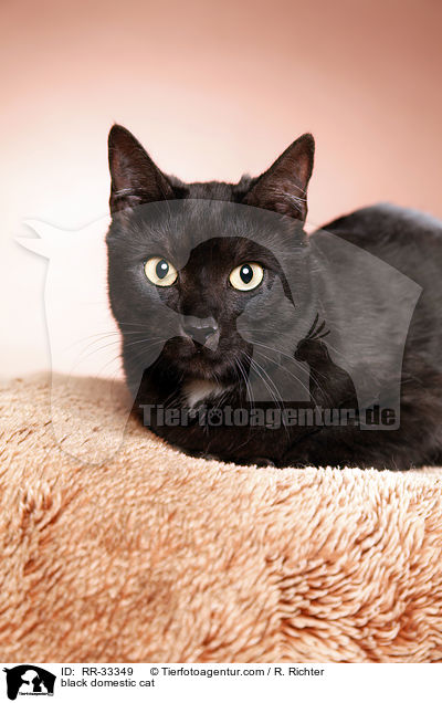 schwarze Hauskatze / black domestic cat / RR-33349