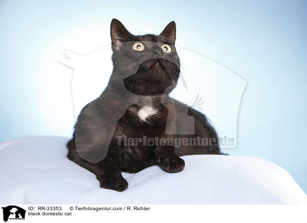 schwarze Hauskatze / black domestic cat / RR-33353