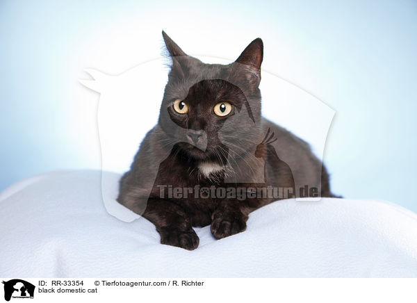 schwarze Hauskatze / black domestic cat / RR-33354