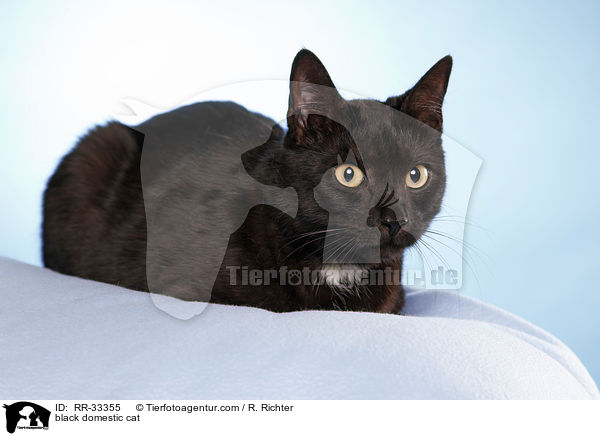 schwarze Hauskatze / black domestic cat / RR-33355