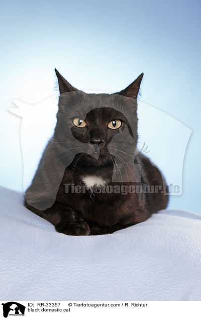 schwarze Hauskatze / black domestic cat / RR-33357